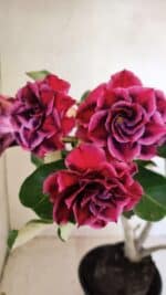 Planta Dobrada 3574 – 35cm – 03 anos - Imagem 6