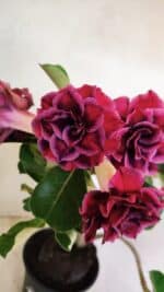 Planta Dobrada 3574 – 35cm – 03 anos - Imagem 10