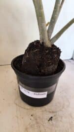 Planta Dobrada 3574 – 35cm – 03 anos - Imagem 9