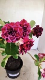 Planta Dobrada 3574 – 35cm – 03 anos - Imagem 4