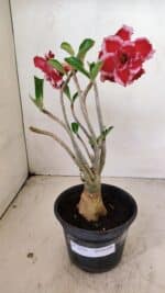 Planta Dobrada 3575 – 35cm – 03 anos - Imagem 2