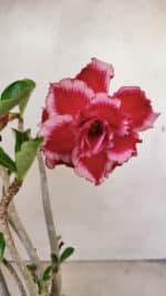 Planta Dobrada 3575 – 35cm – 03 anos - Imagem 5