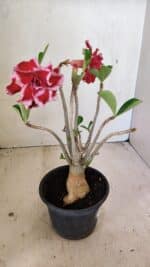 Planta Dobrada 3575 – 35cm – 03 anos - Imagem 4