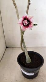 Planta Dobrada 3576 – 35cm – 03 anos - Imagem 4