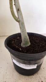 Planta Dobrada 3576 – 35cm – 03 anos - Imagem 6