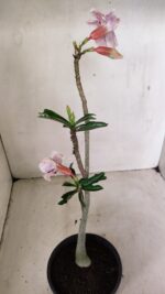 Planta Dobrada 3576 – 35cm – 03 anos - Imagem 5