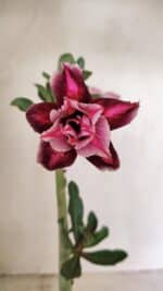 Planta Dobrada 3577 – 35cm – 03 anos