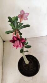 Planta Dobrada 3577 – 35cm – 03 anos - Imagem 7