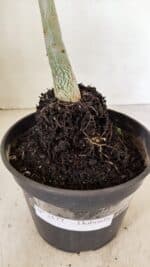 Planta Dobrada 3577 – 35cm – 03 anos - Imagem 6