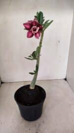 Planta Dobrada 3577 – 35cm – 03 anos - Imagem 5