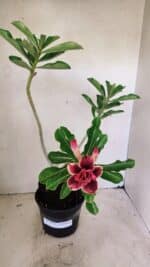 Planta Dobrada 3578 – 35cm – 03 anos - Imagem 2