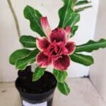 Planta Dobrada 3578 – 35cm – 03 anos