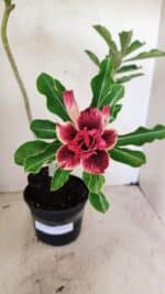 Planta Dobrada 3578 – 35cm – 03 anos
