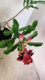 Planta Dobrada 3578 – 35cm – 03 anos - Imagem 4