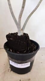 Planta Dobrada 3578 – 35cm – 03 anos - Imagem 7