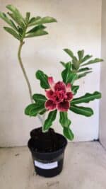 Planta Dobrada 3578 – 35cm – 03 anos - Imagem 5