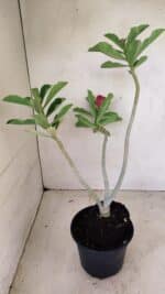 Planta Dobrada 3578 – 35cm – 03 anos - Imagem 6