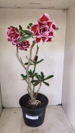 Planta Dobrada 3579 – 60cm – 04 anos - Imagem 2