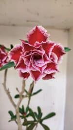 Planta Dobrada 3579 – 60cm – 04 anos