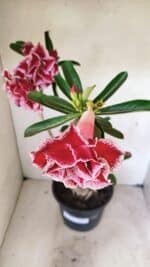 Planta Dobrada 3579 – 60cm – 04 anos - Imagem 6