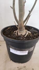 Planta Dobrada 3579 – 60cm – 04 anos - Imagem 8