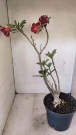 Planta Dobrada 3579 – 60cm – 04 anos - Imagem 7