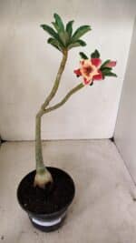 Planta Dobrada 3580 – 30cm – 02 anos - Imagem 2