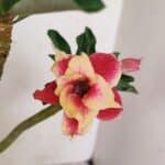 Planta Dobrada 3580 – 30cm – 02 anos