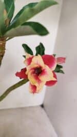 Planta Dobrada 3580 – 30cm – 02 anos