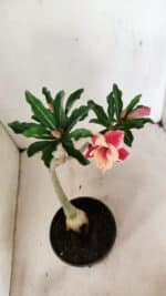 Planta Dobrada 3580 – 30cm – 02 anos - Imagem 4