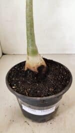 Planta Dobrada 3580 – 30cm – 02 anos - Imagem 7