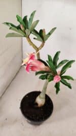 Planta Dobrada 3580 – 30cm – 02 anos - Imagem 6