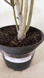 Planta Dobrada 3581 – 35cm – 03 anos - Imagem 7