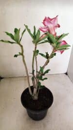 Planta Dobrada 3581 – 35cm – 03 anos - Imagem 5