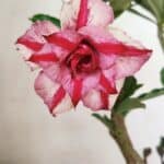 Planta Dobrada 3581 – 35cm – 03 anos