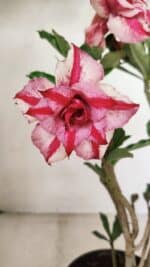 Planta Dobrada 3581 – 35cm – 03 anos