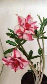 Planta Dobrada 3581 – 35cm – 03 anos - Imagem 4