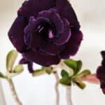 Planta Dobrada 3582 – 45cm – 03 anos