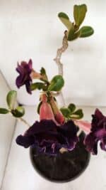 Planta Dobrada 3582 – 45cm – 03 anos - Imagem 4