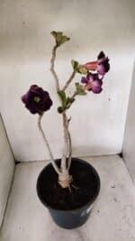 Planta Dobrada 3582 – 45cm – 03 anos - Imagem 6