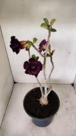 Planta Dobrada 3582 – 45cm – 03 anos - Imagem 2