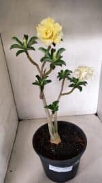 Planta Dobrada 3585 – 45cm – 03 anos - Imagem 2