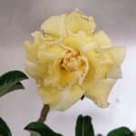 Planta Dobrada 3585 – 45cm – 03 anos