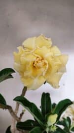 Planta Dobrada 3585 – 45cm – 03 anos