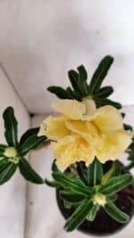 Planta Dobrada 3585 – 45cm – 03 anos - Imagem 4