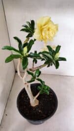 Planta Dobrada 3585 – 45cm – 03 anos - Imagem 5