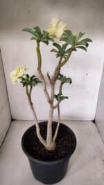 Planta Dobrada 3585 – 45cm – 03 anos - Imagem 6