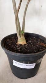 Planta Dobrada 3585 – 45cm – 03 anos - Imagem 7