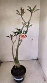 Planta Dobrada 3586 – 40cm – 03 anos - Imagem 2