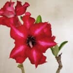 Planta Dobrada 3586 – 35cm – 03 anos